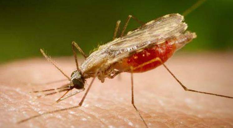 Maranhão registra mais de 600 casos de malária em 2018
