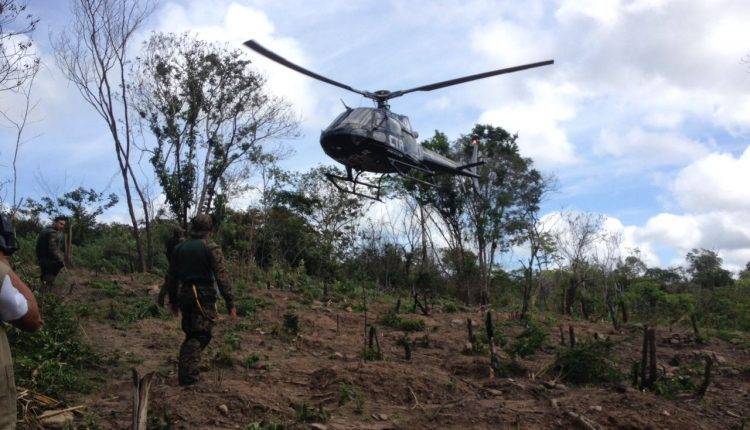 Operação da polícia descobre plantação com 106 mil pés de maconha no Maranhão