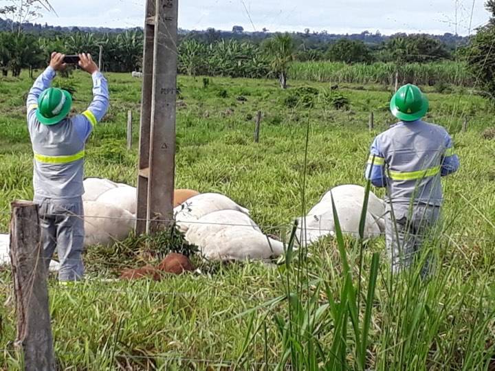 CEMAR: Descarga elétrica mata 9 vacas na zona rual de Estreito (MA)