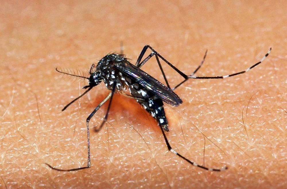 Casos de dengue crescem 264% em 2019, diz Ministério da Saúde