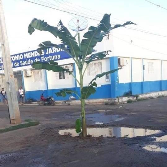 Moradores protestam plantando bananeiras em buracos nas ruas de Fortuna