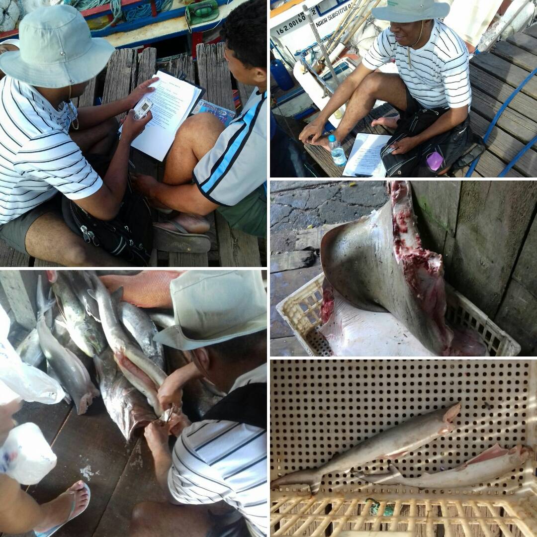 Pesquisadores da Uema no MA realizam maior investigação sobre produção pesqueira de tubarões no país