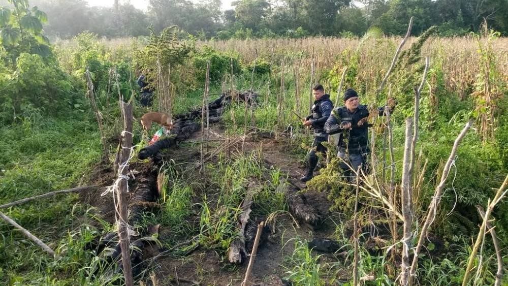 Polícia descobre plantação com 100 kg de maconha em Grajaú, no MA