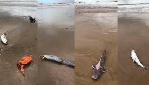 Dezenas de peixes são encontrados mortos em praia de São Luís