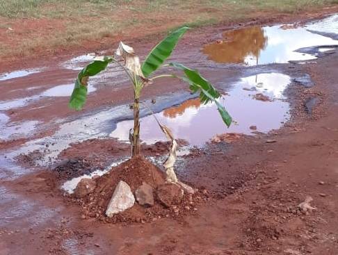 Moradores protestam plantando bananeiras em buracos nas ruas de Lajeado Novo (MA)