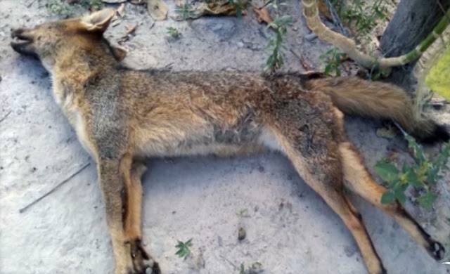 Ataques de raposas assustam moradores do interior do Maranhão