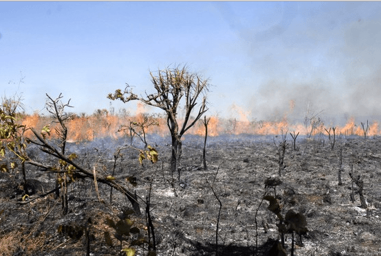Maranhão lidera ranking de queimadas no Nordeste