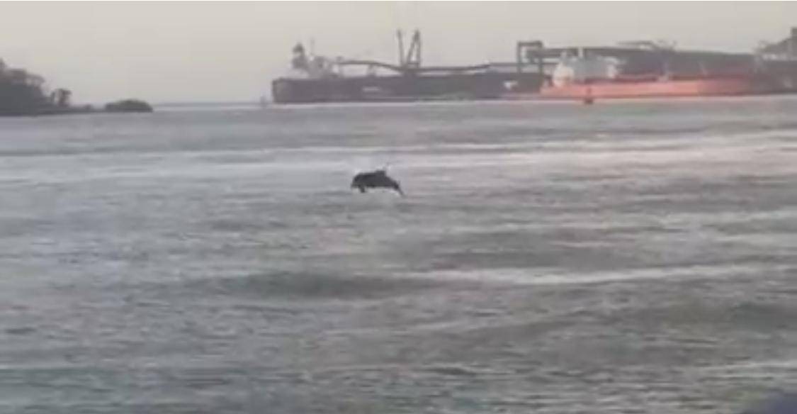 Golfinho rouba a cena no Porto do Itaqui em São Luís (MA)