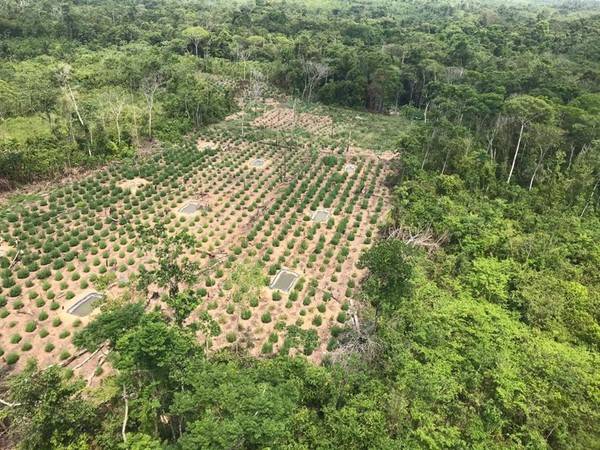 PF localiza plantações de maconha e apreende 1 tonelada da droga no Maranhão e Pará