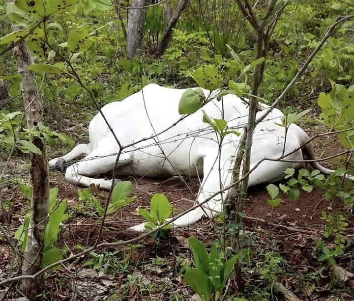 Morte repentina de bovinos preocupa criadores em Sucupira do Norte (MA)