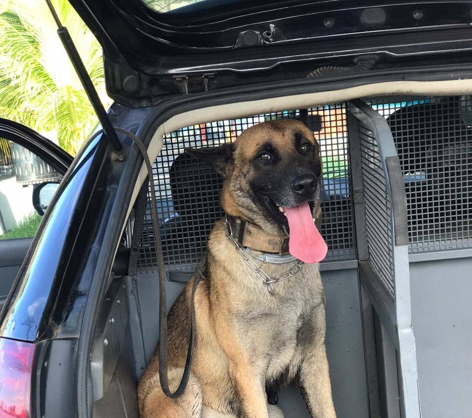 Cão policial acha drogas em operação na Lagoa da Jansen em São Luís (MA)