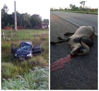 Animal solto causa acidente na BR-222 entre os municípios de Vargem Grande e Itapecuru-Mirim