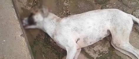 Envenenamento de cães revolta moradores em Imperatriz (MA)