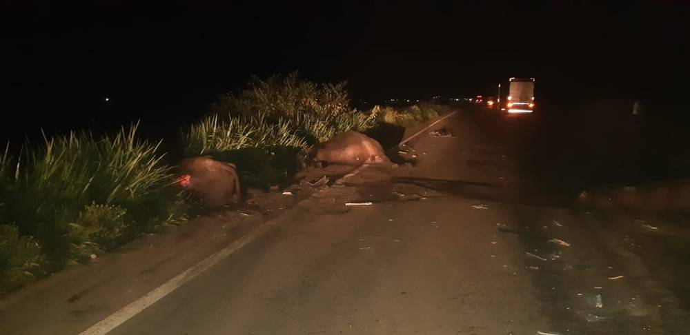 Búfalos morrem em colisão contra carreta na BR-135 no Maranhão