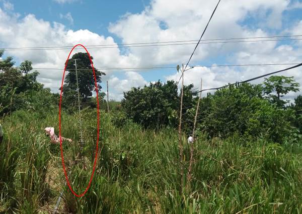 Dois homens morrem eletrocutados na zona rural de Cidelândia no MA