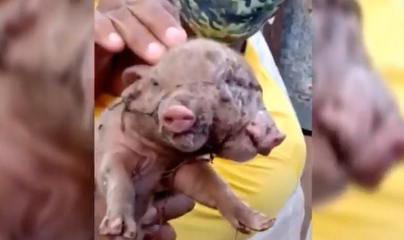 VÍDEO: Porco nasce com duas cabeças e assusta moradores no Maranhão