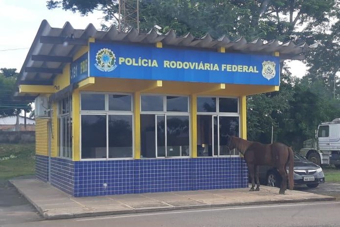 Cavalo foge e pede água em posto da Polícia Rodoviária no Maranhão