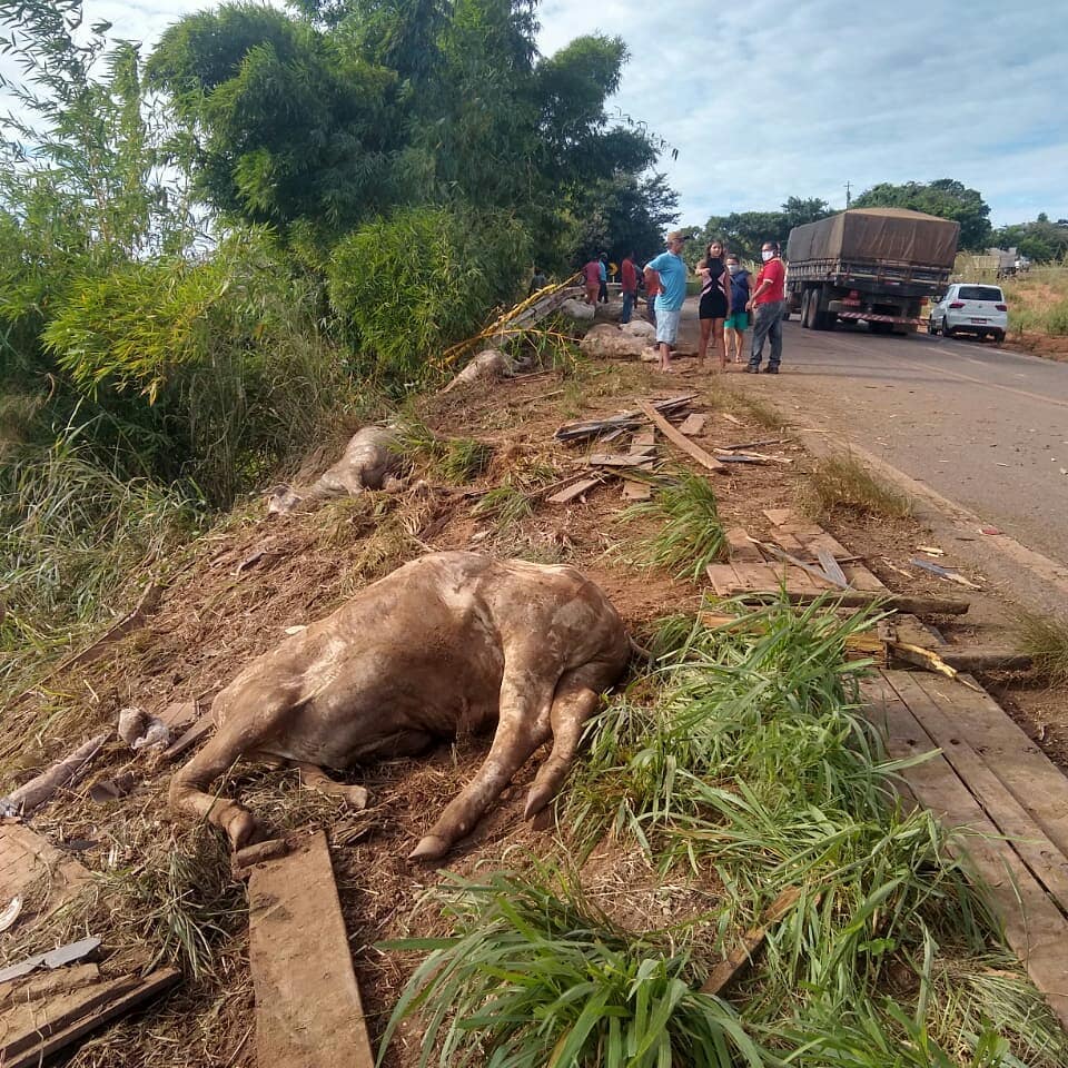 Caminhão carregado de gado tomba na BR-222 em Açailândia e animais ficam espalhados na rodovia