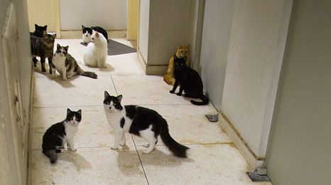 Moradora cria 60 gatos em apartamento e caso vai parar na Justiça no Maranhão