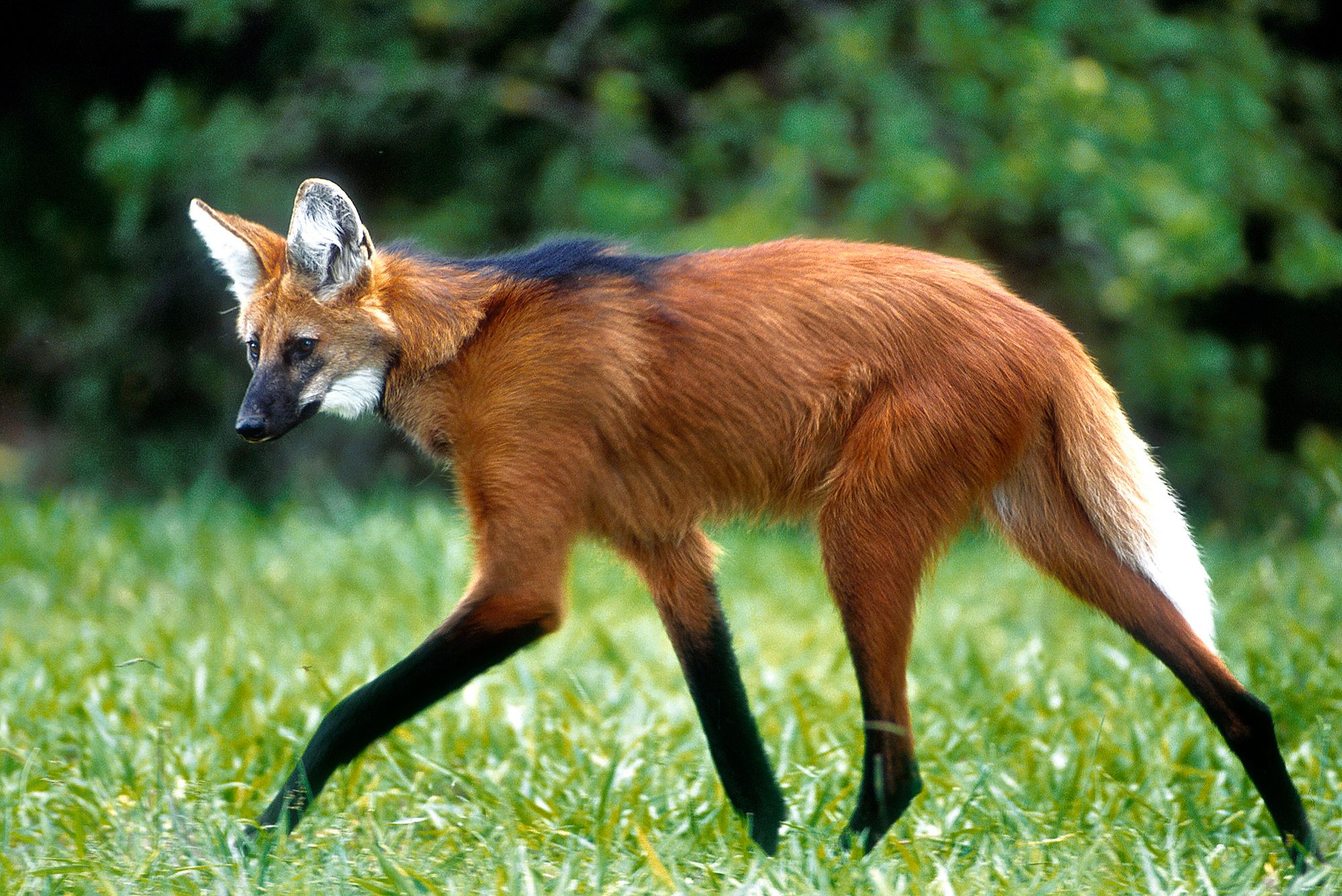 Banco Central lançará cédula de R$ 200 com imagem de lobo-guará