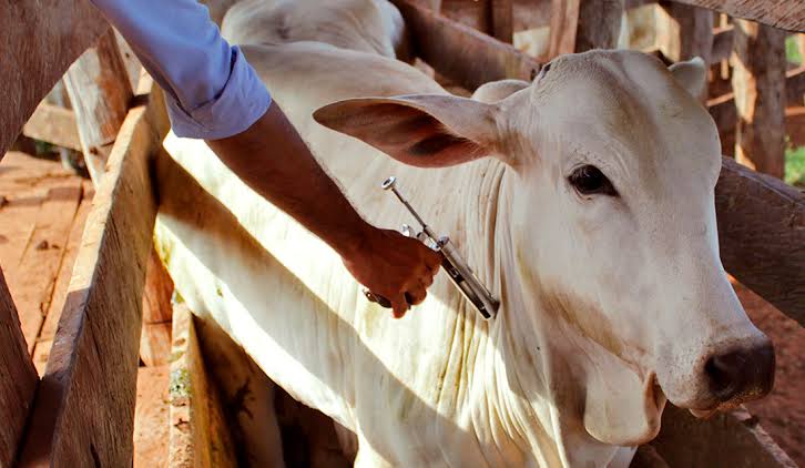 Produtores têm até segunda (30) para vacinar rebanho contra aftosa no Maranhão