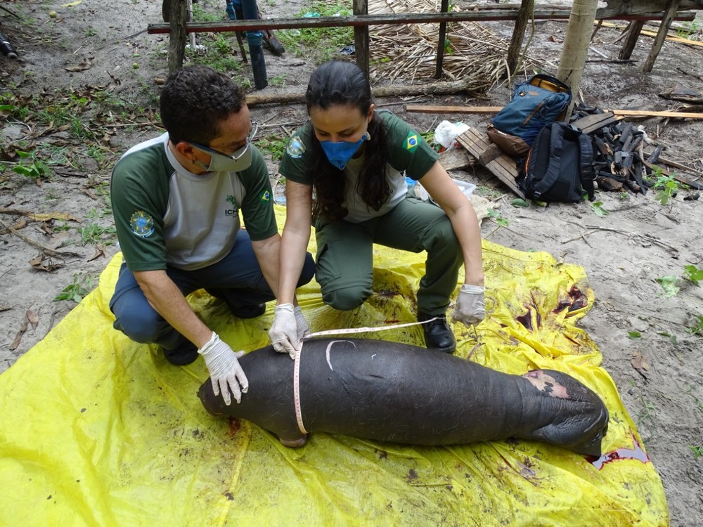 Ameaçados de extinção, filhote de peixe-boi é encontrado morto em Humberto de Campos no MA