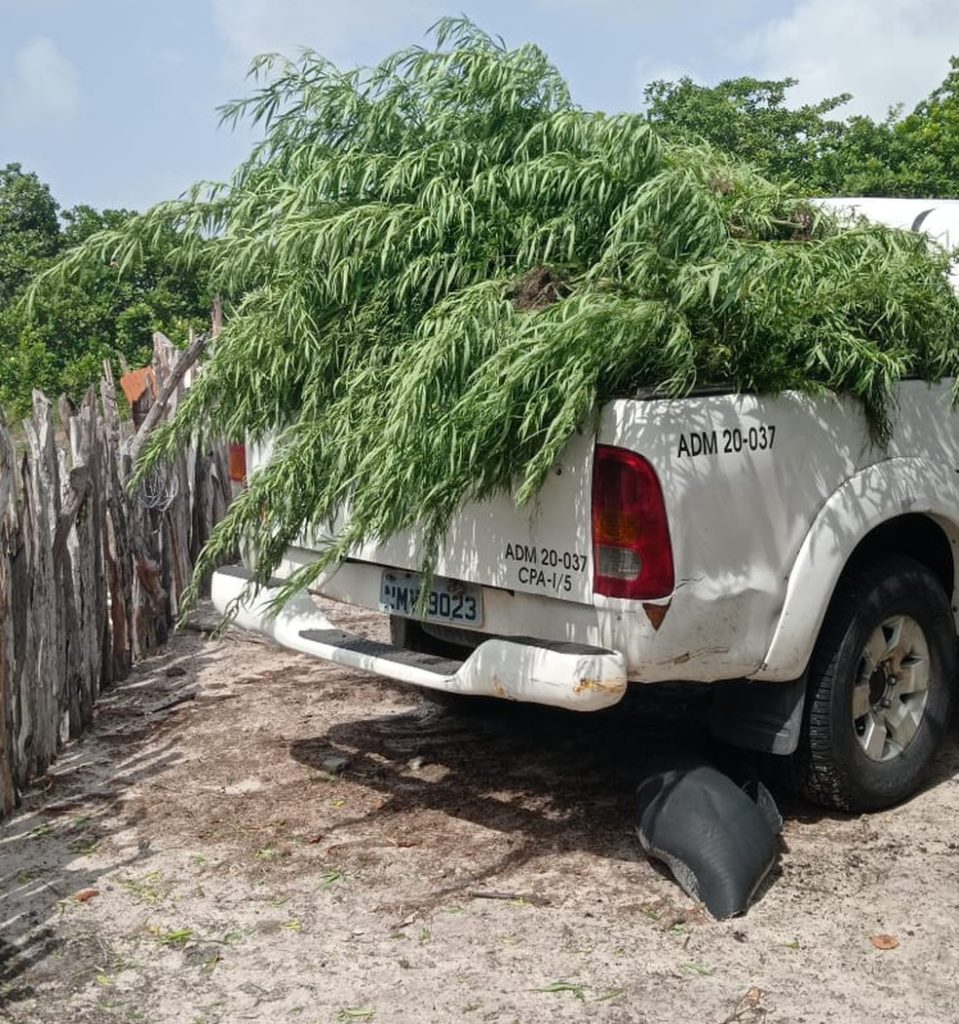 140 pés de maconha são apreendidos em povoado de Santo Amaro