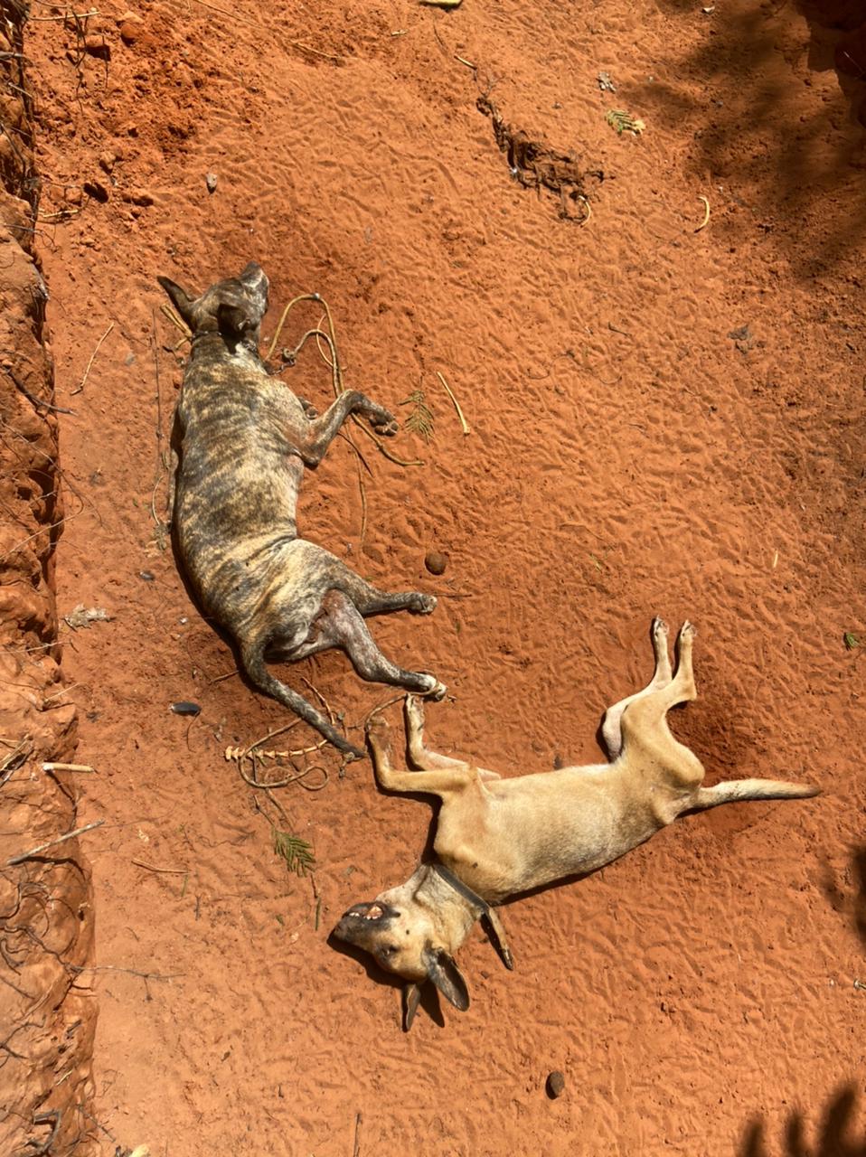 ABSURDO! TV Record mostra veículo da Prefeitura de Estreito recolhendo animais saudáveis para sacrificar