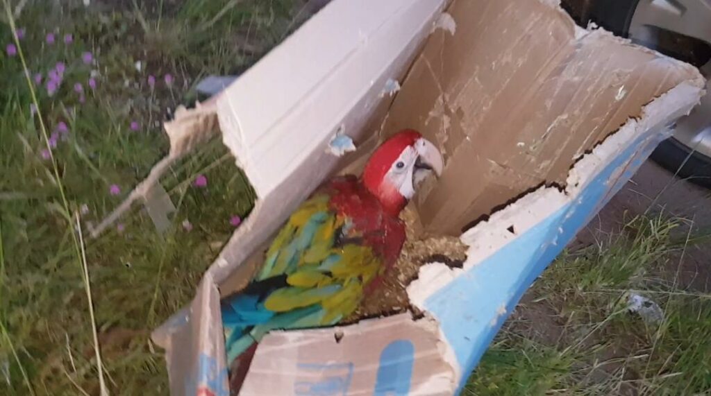 Vereador do Maranhão é preso transportando aves silvestres