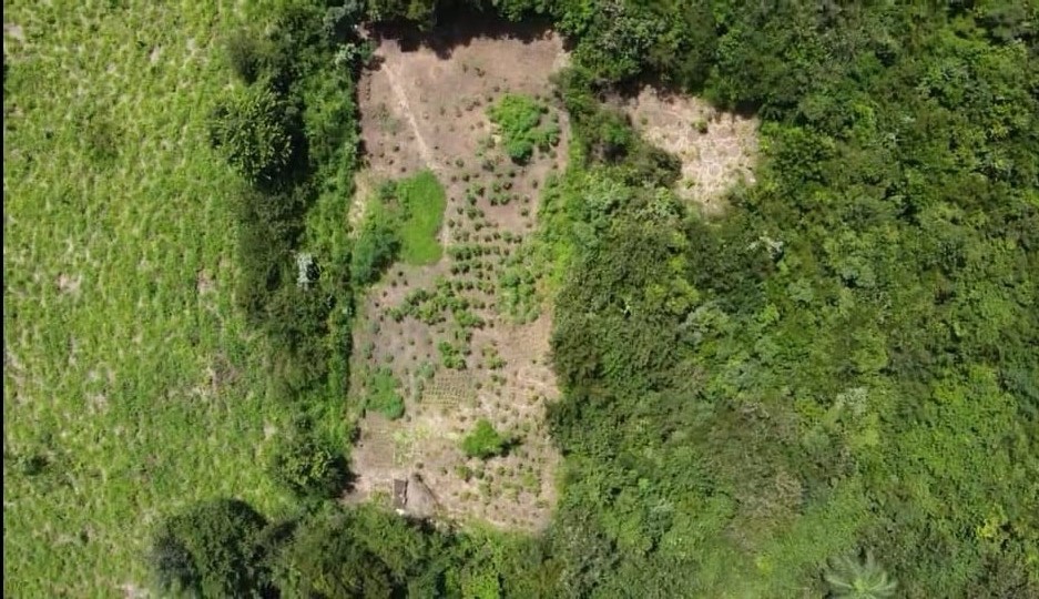 Polícia Civil descobre grande plantação de maconha em Governador Eugênio Barros