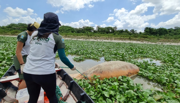 Peixe-boi marinho é encontrado morto no Rio Mearim em Arari no Maranhão