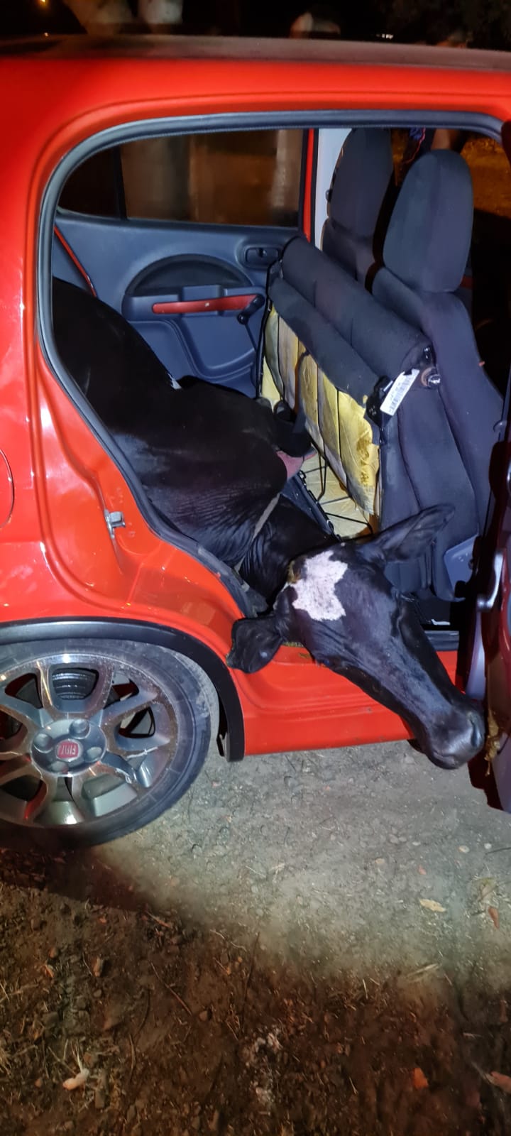 Vaca roubada é encontrada no banco de trás em um Fiat Uno no Maranhão