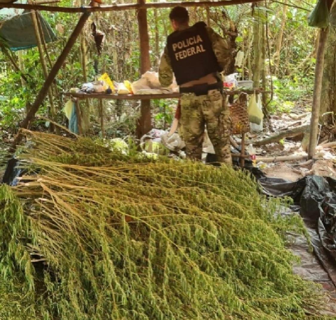 Operação da Polícia Federal destrói mais de 90 mil pés de maconha em terras indígenas no MA
