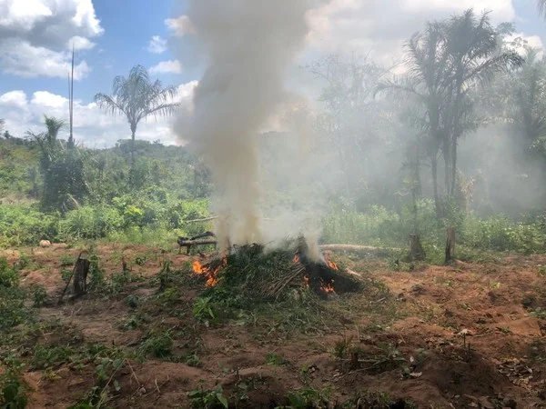 Polícia Federal destrói cerca de 4 toneladas de maconha em terra indígena no MA