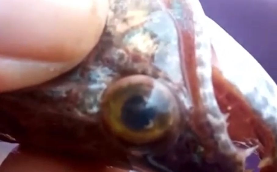 Peixe com vermes em um dos olhos assusta moradores de Vargem Grande no Maranhão; veja o vídeo