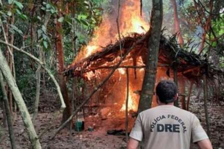 PF queima 85 mil pés de maconha confiscada em terras indígenas no Maranhão