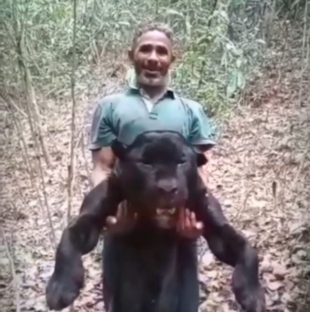 Caçador posta vídeo após matar onça-preta em extinção na terra indígena Arariboia no Maranhão