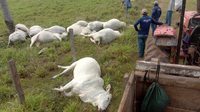 Raio mata cerca de 15 bois em fazenda no Maranhão