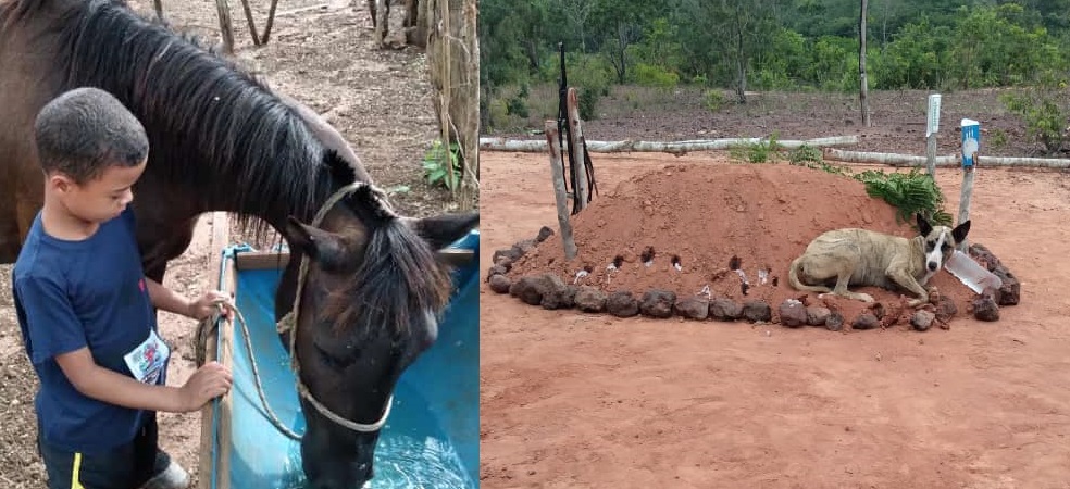 Cachorro de criança que morreu após queda de cavalo, visita o túmulo todos os dias no Maranhão