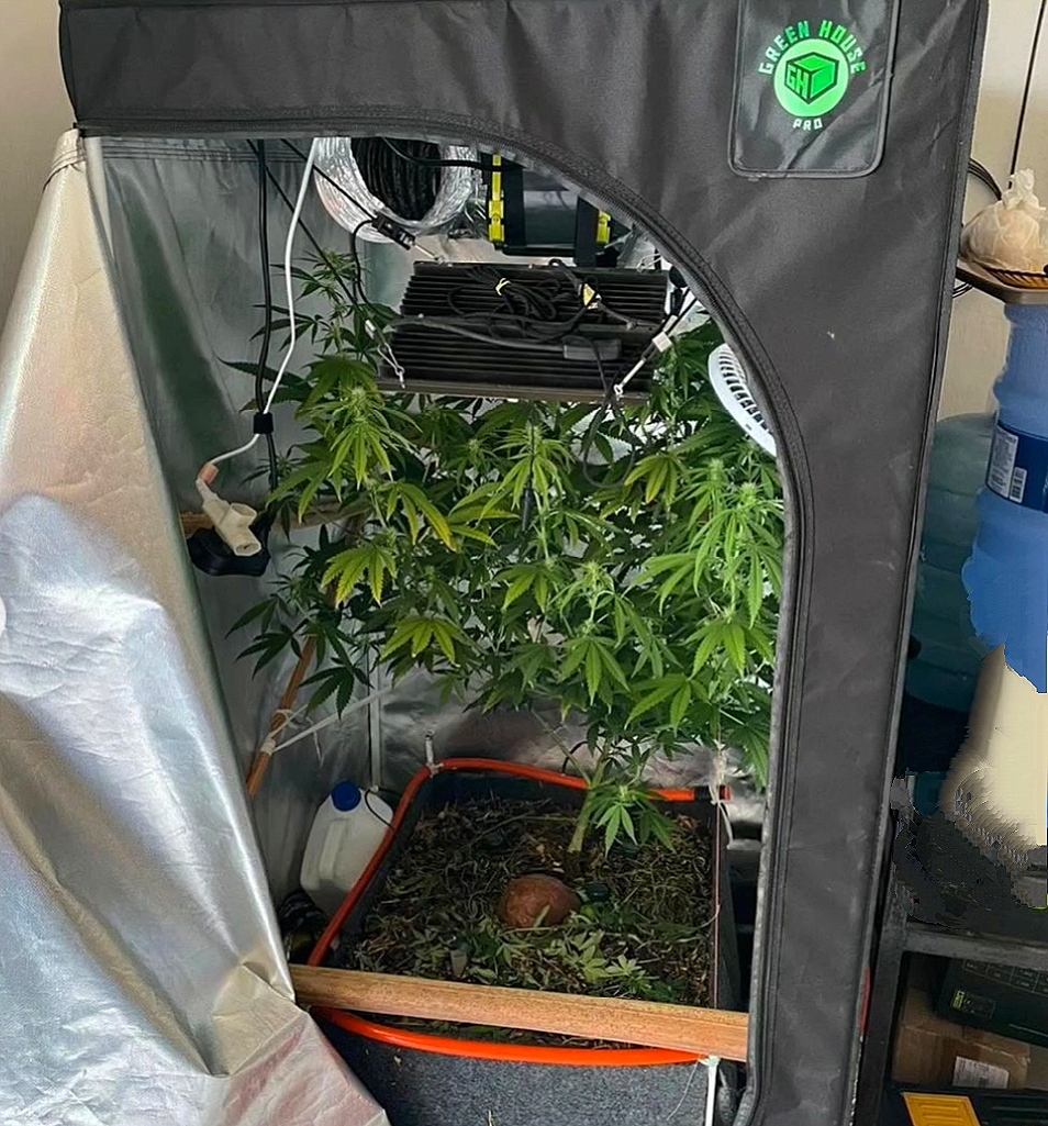 Polícia apreende estufa para cultivo de supermaconha em Timon