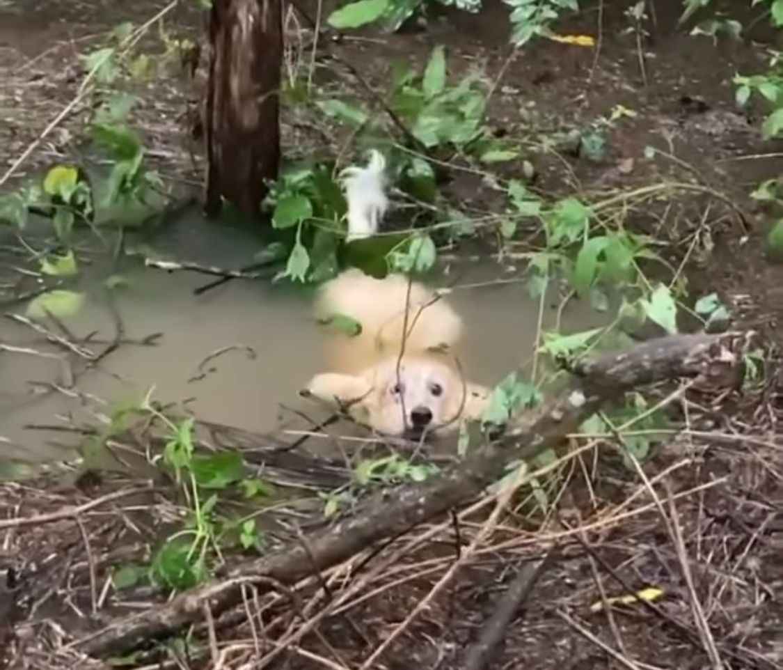 Cachorro preso em linha de pesca em meio a enchente do Rio Tocantins é salvo em Estreito