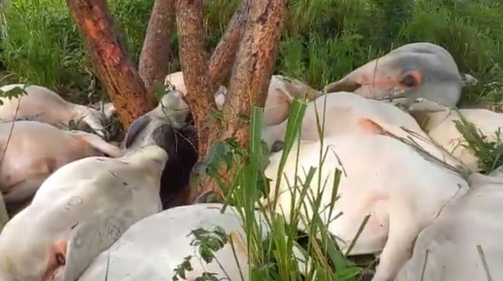 Raio mata mais de 20 cabeças de gado em fazenda de Barra do Corda