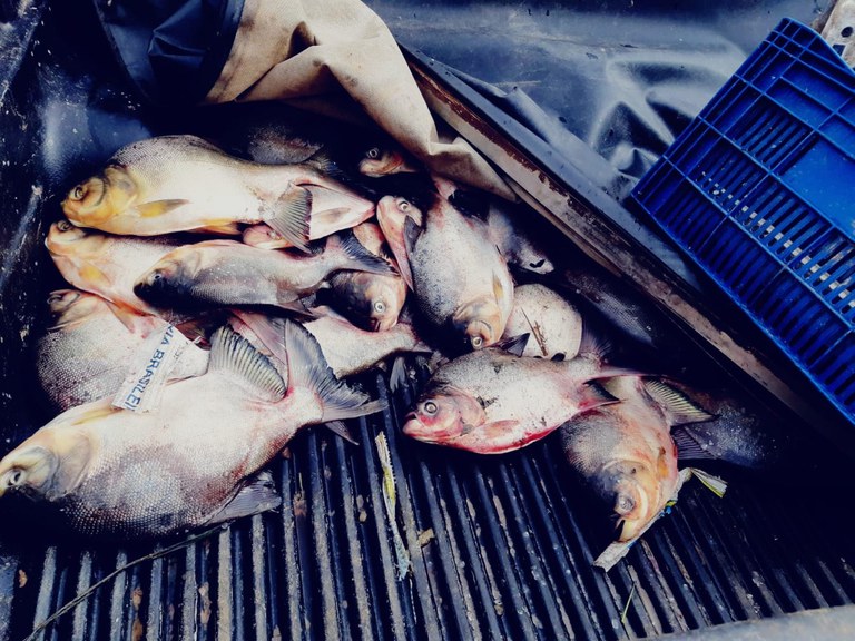 PRF apreende mais de 100 quilos de peixe Tambaqui na BR-316 no Maranhão