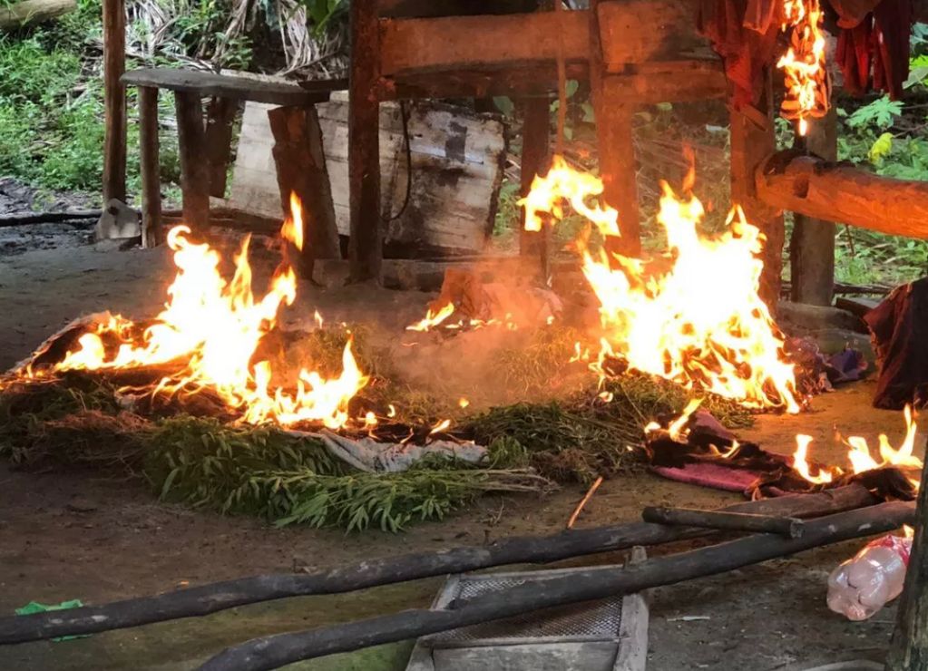 Plantação de maconha é destruída no município de Turiaçu durante a operação ‘Narcos – fase 2’