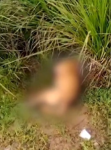 Cachorro é baleado e abandonado em estrada de Vitorino Freire no Maranhão