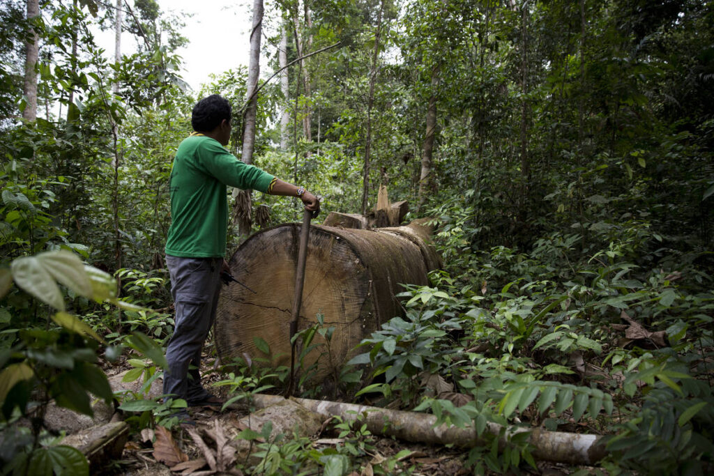 Com quase 80% da floresta amazônica devastada, Maranhão tem o desafio de recuperá-la