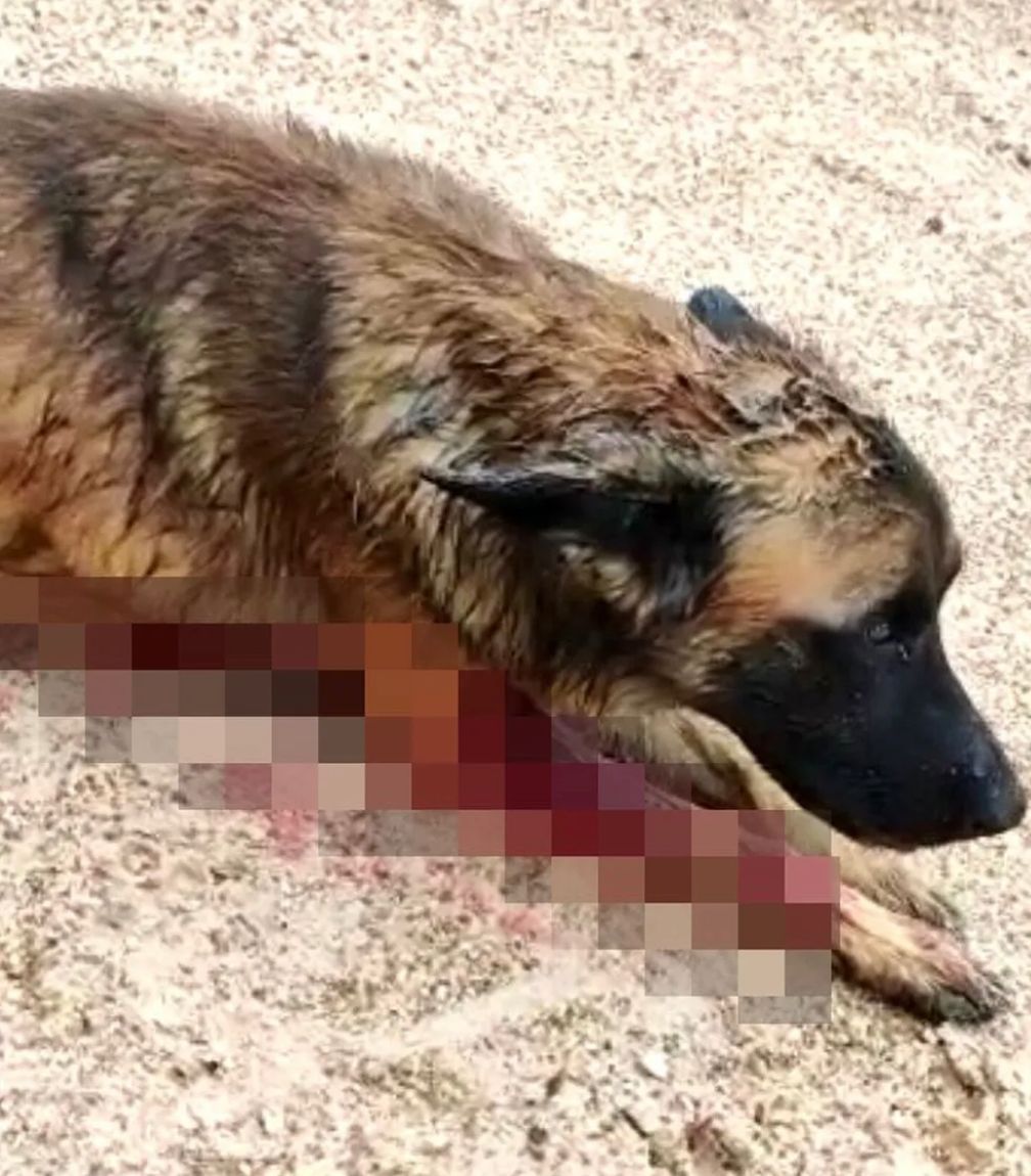 Polícia procura suspeito de atirar e matar cachorro em Balsas no MA