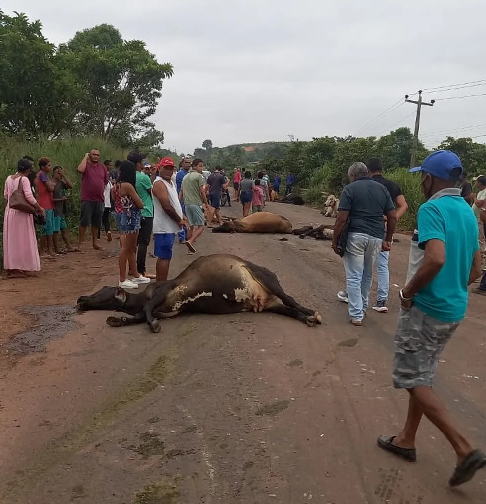 Carreta atropela e mata mais de 20 vacas no Maranhão