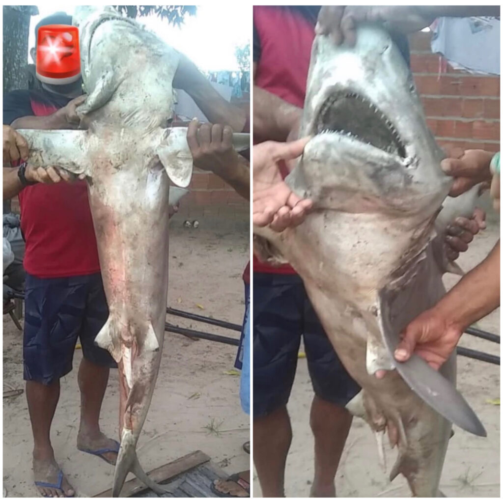 Pescadores capturam tubarão em praia do Maranhão