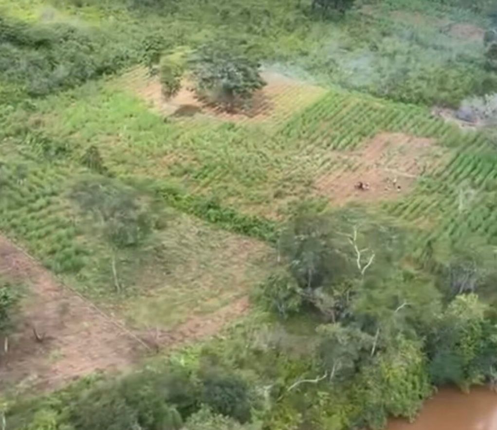 Polícia encontra mais de 300 mil pés de maconha em Jenipapo dos Vieiras